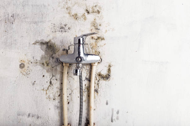 Best Home Mold Removal  in Swoyersville, PA