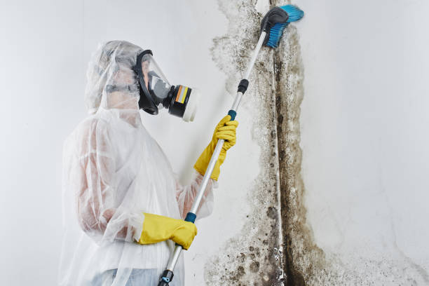 Best Attic Mold Removal  in Swoyersville, PA