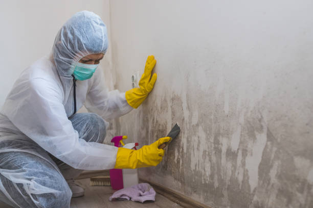 Best Office Mold Removal Services  in Swoyersville, PA