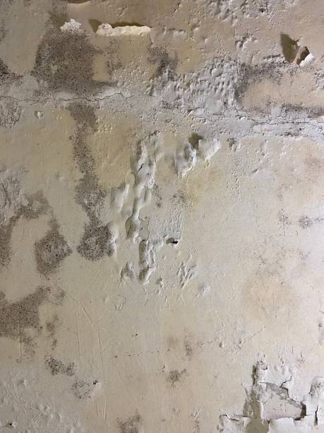 Trusted Swoyersville, PA Mold Removal Experts