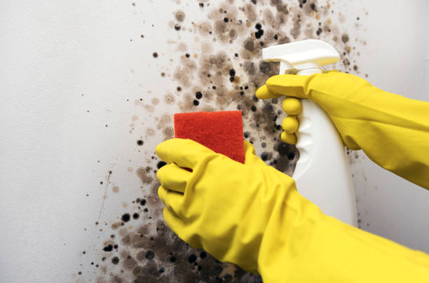 Best Professional Mold Removal  in Swoyersville, PA
