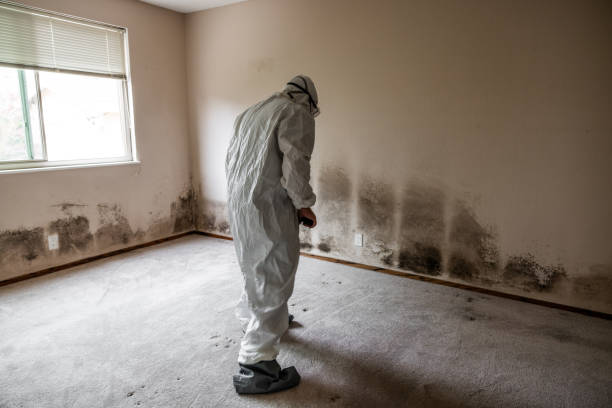 Attic Mold Removal in Swoyersville, PA