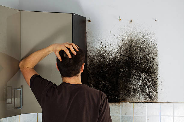 Best Mold Inspection  in Swoyersville, PA