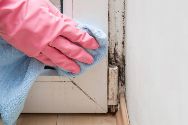 Best Office Mold Removal Services  in Swoyersville, PA