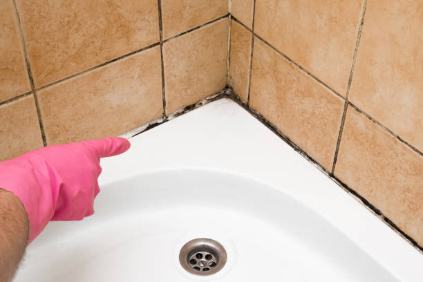 Best Emergency Mold Removal  in Swoyersville, PA