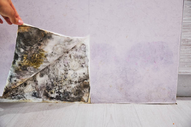 Best Residential Mold Removal  in Swoyersville, PA